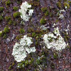 Tree bark fungus and lichen in closeup