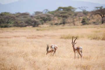 impala in the savannah