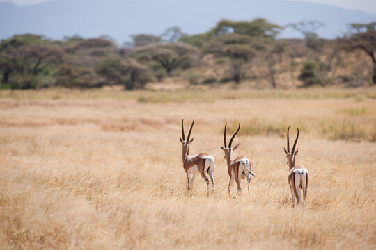 impala in the savannah