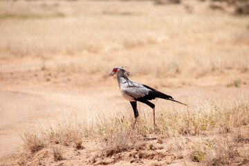 Secretary bird on tree in the Masai Mara