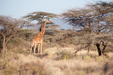 giraffe in the savannah