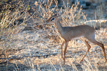 Dik Dik