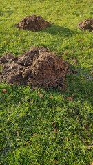 Mole dug fresh wormholes on the lawn in the garden, on a green field. Damage to the garden. A number of wormholes damaged the lawn