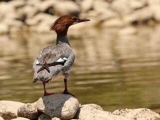 Common Merganser &mdash; Female