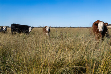 cows and calves in a field