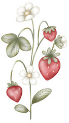Conjunto de Frutillas y Fresas Frescas con flores blancas y hojas verdes pintadas en acuarela