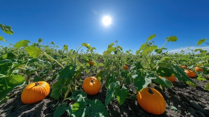 Lush pumpkin patch under a clear blue sky, with vines sprawling in every direction.