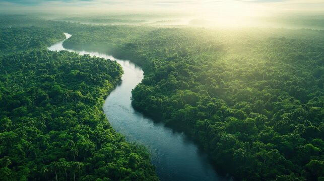 Overhead shot of a dense rainforest with winding rivers.