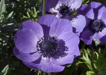 Anémone mauve © Marie