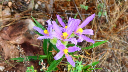 spring crocus flowers