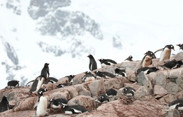 Obraz premium Colonie de manchot papou - Antarctique
