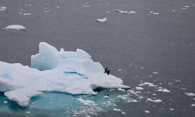 Manchots coincé sur un iceberg - Antarctique 