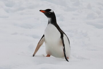 Fototapeta premium Manchot papou de profil - Antarctique