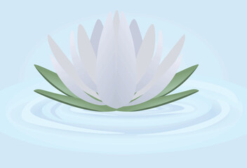 Fototapeta premium White lotus isolated. vector illustration