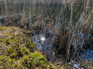 Froschteich im Waldgebiet Jagdhäuser Wald in Baden-Baden