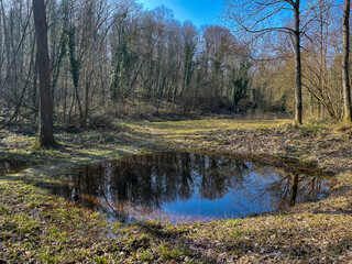 Froschteich im Waldgebiet Jagdhäuser Wald in Baden-Baden