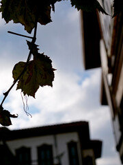Silhouette of leaves of grape vine on the street
