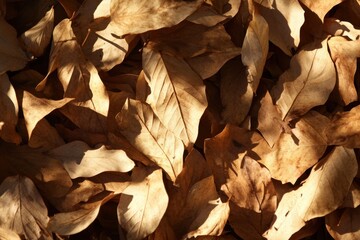 Dried Leaves Accumulated On Forest Floor