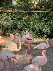 flamingos in zoo