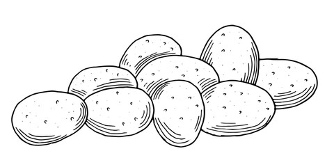 Potato group. Potatoes hand-drawn. Vegetable food sketch isolated vector illustration.
