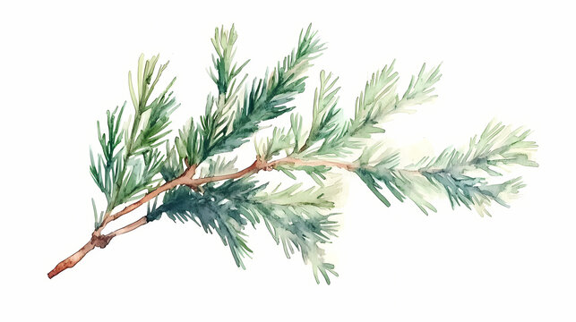 Watercolor cedar branch with needle like leaves isolated on clean white background. Frond. Illustration
