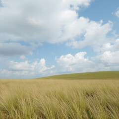 Obraz premium wheat field and blue sky