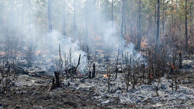 Dramatic scene of forest fire aftermath with smoke charred trees and ash covered soil