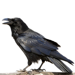 Fototapeta premium Close-Up of a Raven Perched on a Branch isolated on transparent background cutout, Png,