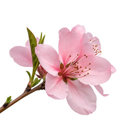Obraz premium Delicate Pink Flower Blossom isolated on transparent background cutout, Png,