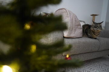 A cute cat standing next to a Christmas tree at home........