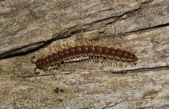 Greenhouse millipede crawling Oxidus gracilis nature insect pest control.	