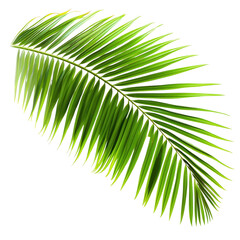 Fototapeta premium A leafy green palm tree branch