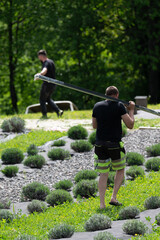 A man carries a wooden board to install a wooden gazebo in a lavender field.