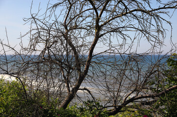 The leafless tree in front of a beach on the Baltic Sea, Ustronie Morskie, West Pomerania, Poland