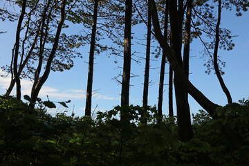 Trees growing on a dune on the shores of the Baltic Sea in Ustronie Morskie, West Pomerania, Poland