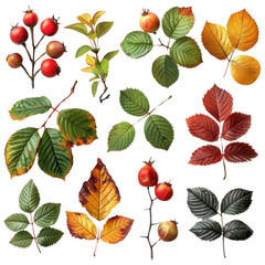 Obraz premium A collection of leaves and fruit, including apples and berries