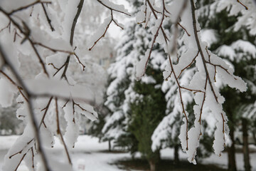 Branches covered with snow after a snowfall