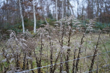 group of  goldenrod flowers (solidago) during wintertime
