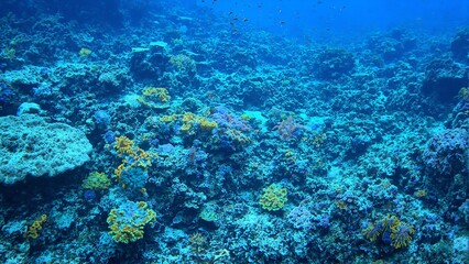 Fototapeta premium Vibrant coral field with blue and yellow pipe corals adorned with darting fish
