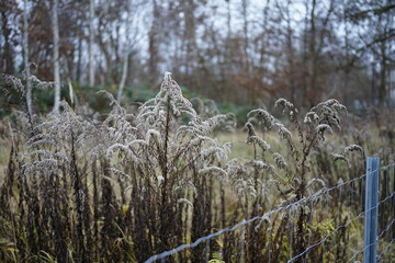 group of  goldenrod flowers (solidago) during wintertime