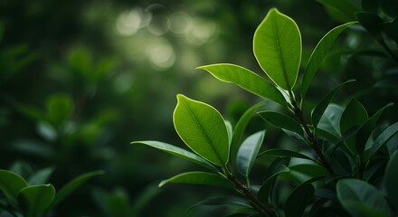 Obraz premium Green leaves nature background can be utilized as wallpaper, screensaver, brochure cover, or as a background for presentations and articles, while also providing copy space for text.