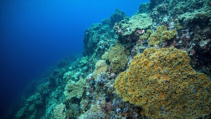 Naklejka na ściany i meble Golden plate coral adorns a dramatic underwater reef wall forming intricate layers in deep blue waters