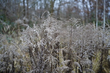 group of  goldenrod flowers (solidago) during wintertime