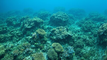 Fototapeta premium Vibrant green lettuce coral reef with intricate ruffled layers teeming with small fish