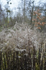 group of  goldenrod flowers (solidago) during wintertime