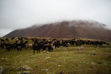 Mongolian livestock sheep, goat are grazing in the summer pasture