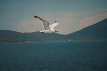 Majestic seagull soaring gracefully over the tranquil blue sea, with the silhouette of mountains providing a picturesque backdrop
