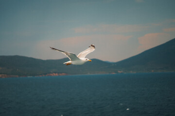 Majestic seagull soaring gracefully over a tranquil blue sea, with distant mountains providing a picturesque backdrop