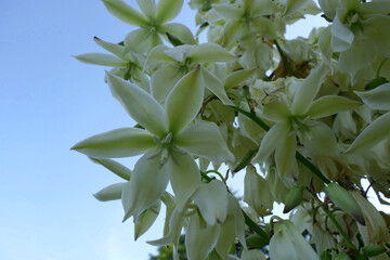 Close up of the inside of Yucca Plant flowers.