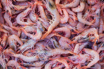 Fresh shrimp at the fish market.